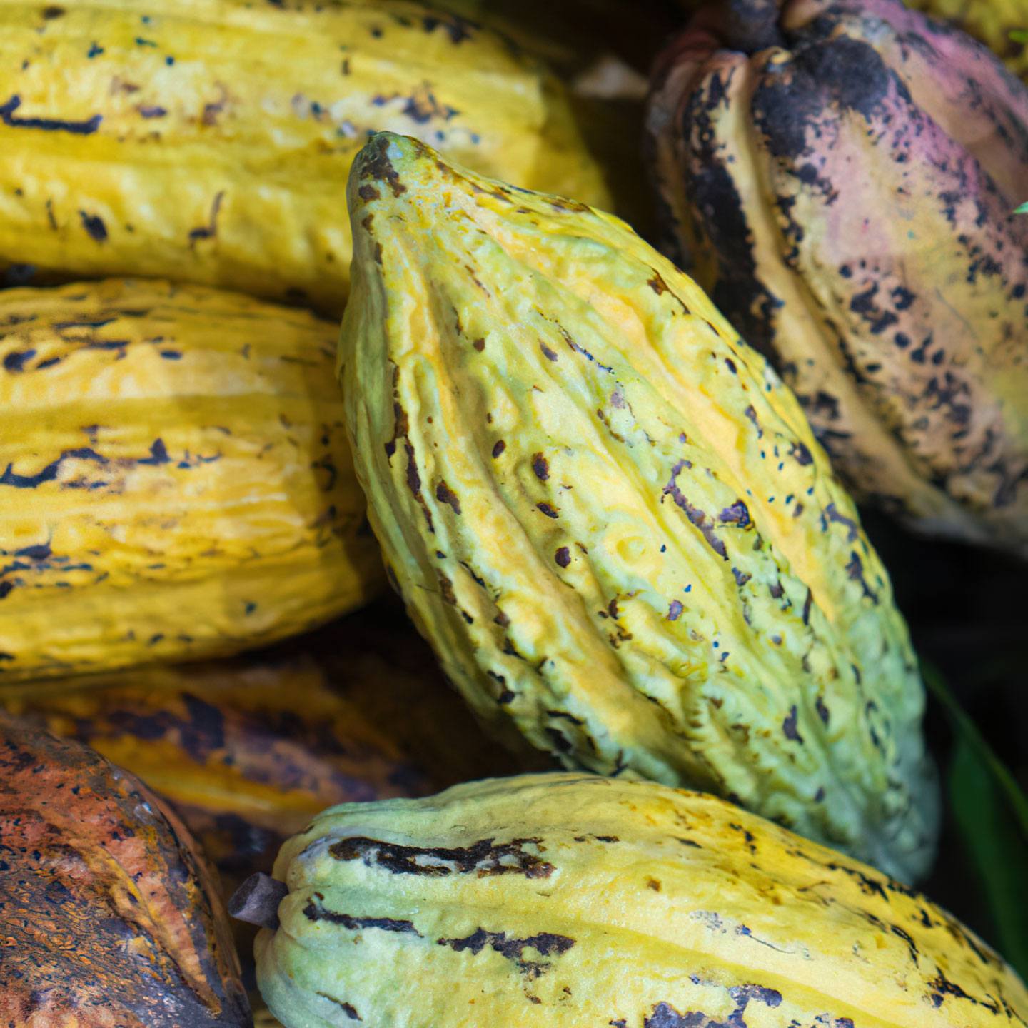 Fèves Chocolat pour Damien Vétault